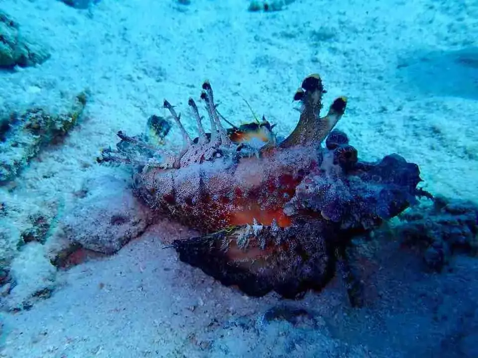 wyspy hamata z marsa alam