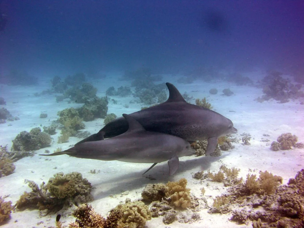 sataya marsa alam czy warto