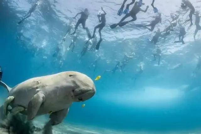 Snorkeling Abu Dabbab