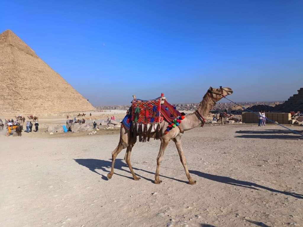 Wielbłąd na pustyni pod piramidami w Gizie