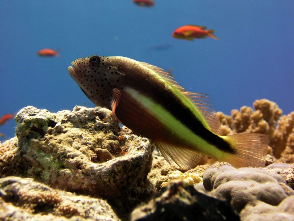 Snorkeling Orange Bay Hurghada – kolorowe ryby na rafie