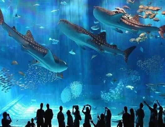 Hurghada Grand Aquarium – Rekiny w wielkim zbiorniku