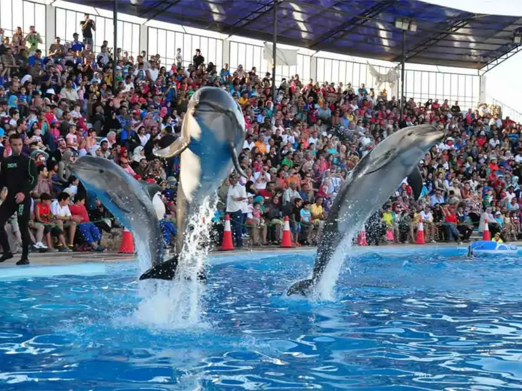 Delfinarium Hurghada pokaz delfinów