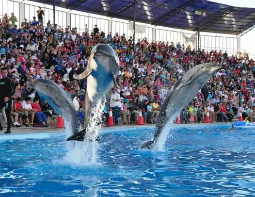 Delfinarium Hurghada pokaz delfinów