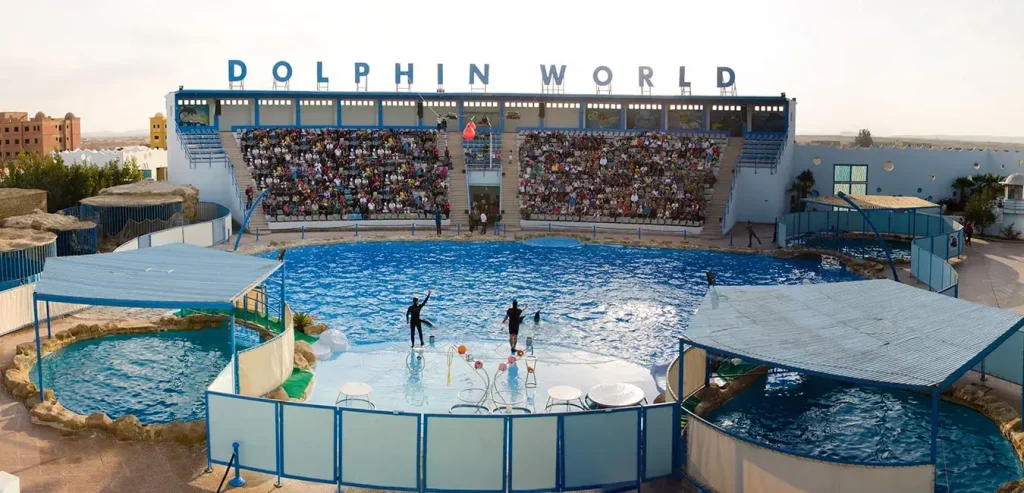 Dolphin Show Hurghada z transferem z hotelu