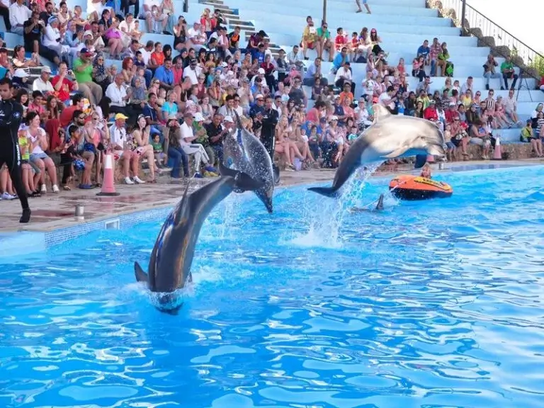 Delfinarium w Hurghadzie atrakcja dla dzieci