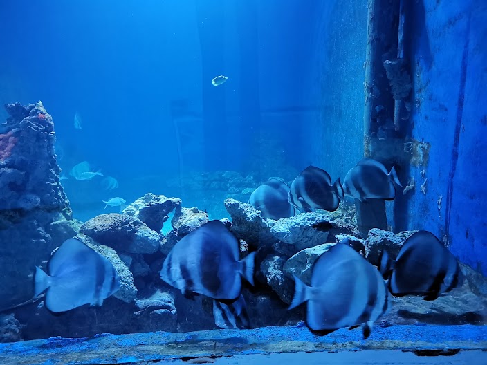 Ryby rafowe w akwarium – Hurghada Grand Aquarium