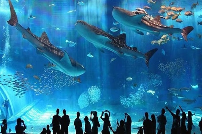 Hurghada Grand Aquarium – Rekiny w wielkim zbiorniku