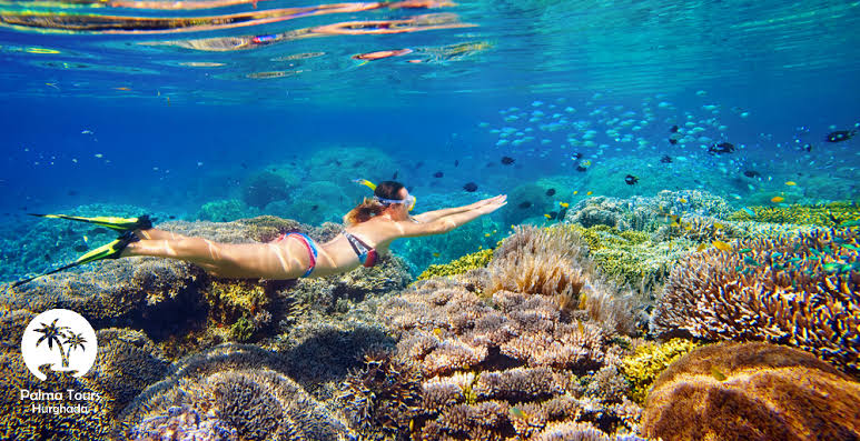 Snurkowanie nad rafą koralową na wycieczce z Marsa Alam na Marsa Mubarak