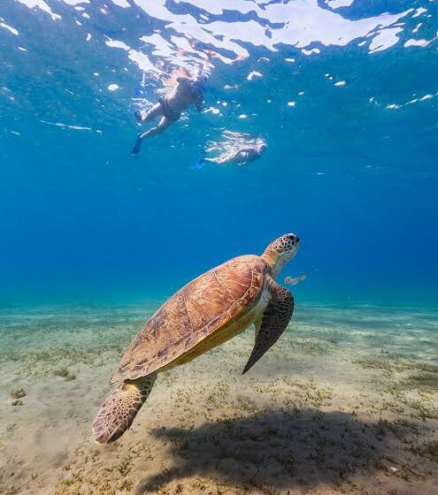 Żółw morski podczas snurkowania na Marsa Mubarak z Marsa Alam