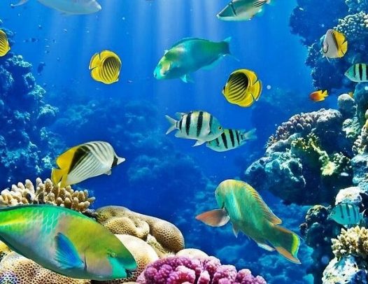 Snorkeling na rafie – White Island i Ras Mohamed