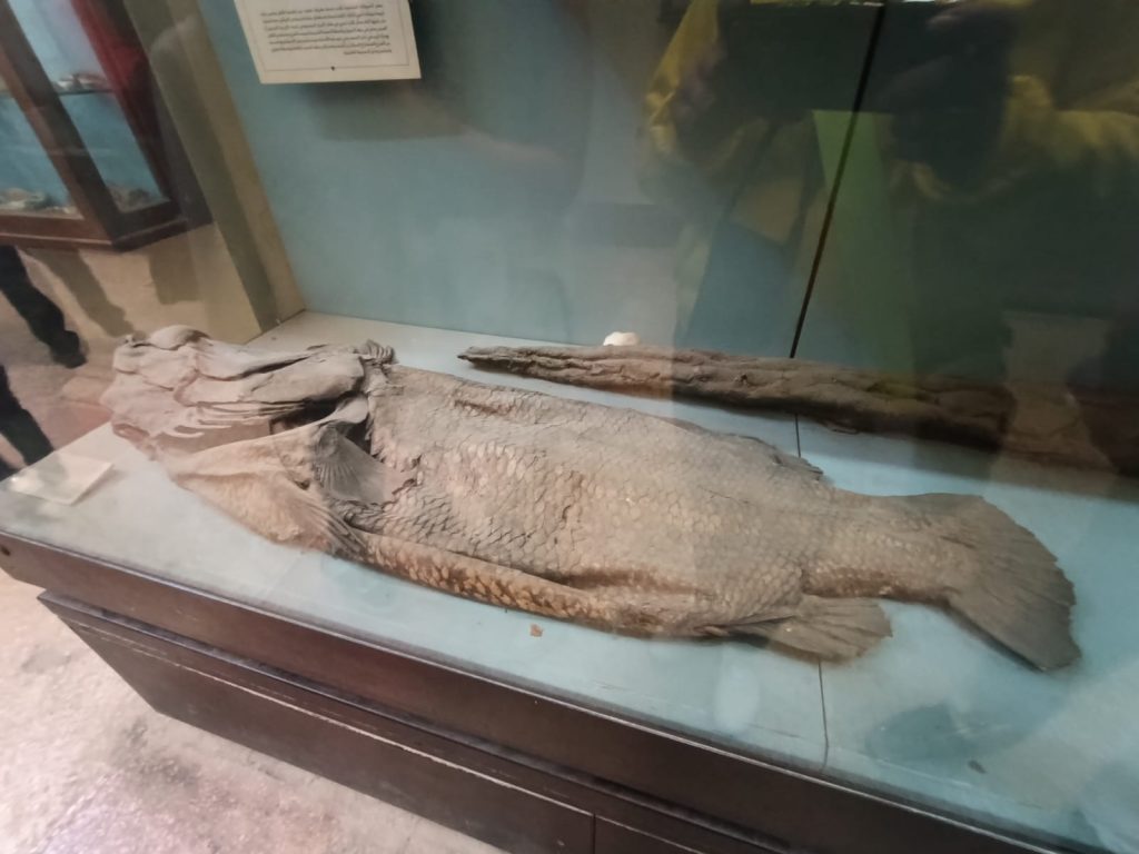 Mumia w Muzeum Egipskim w Kairze