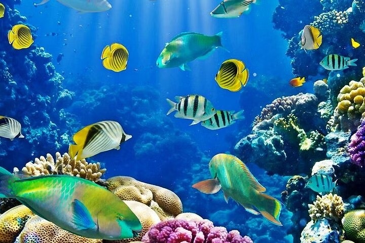 Snorkeling na rafie – White Island i Ras Mohamed