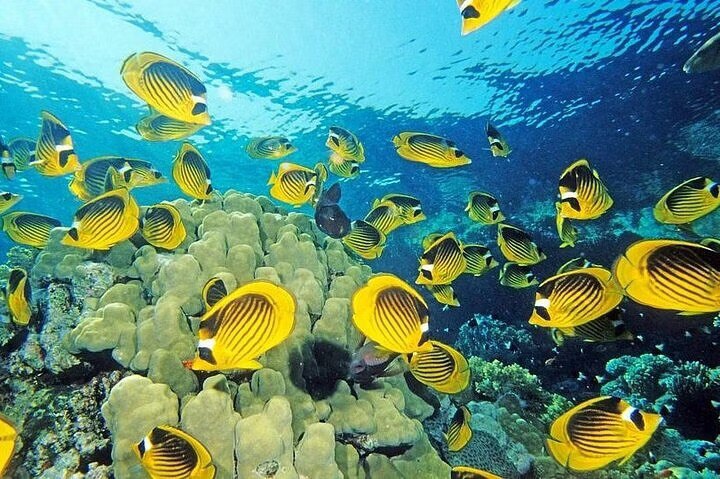 Kolorowe ryby przy rafie koralowej w Blue Hole