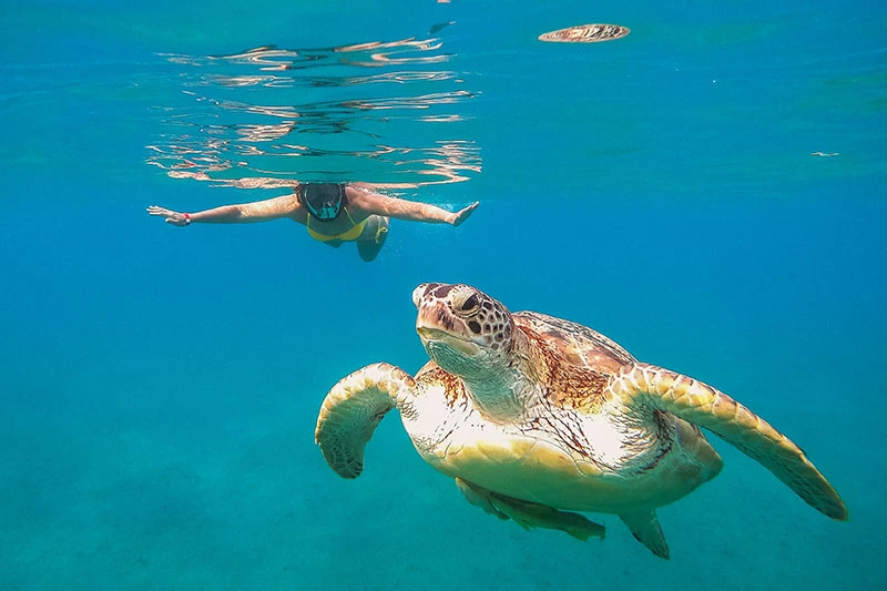 Snorkeling Abu Dabbab Marsa Alam przy rafie koralowej