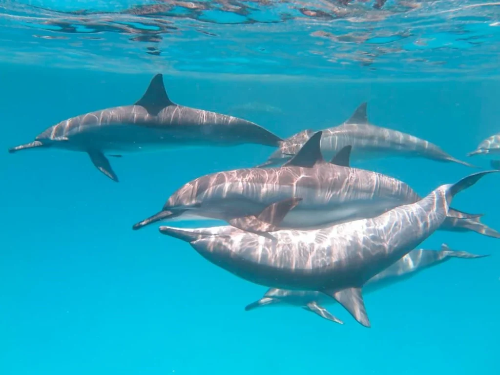Snorkeling przy rafie Sha'ab Samadai w Marsa Alam