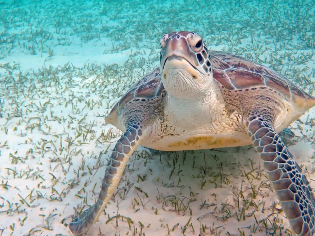 Abu Dabbab Marsa Alam plaża i zatoka z żółwiami