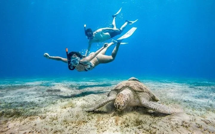 Żółwie morskie w zatoce Abu Dabbab w Marsa Alam