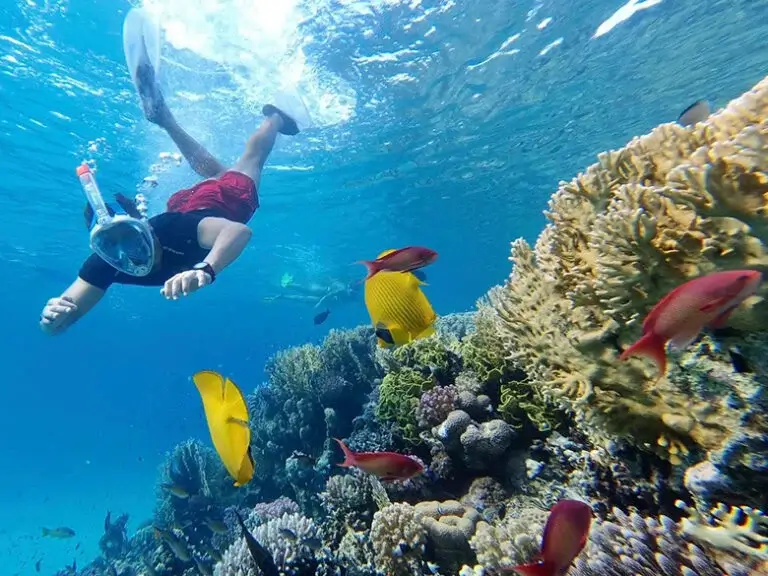 Kolorowe rafy koralowe podczas nurkowania w Marsa Alam
