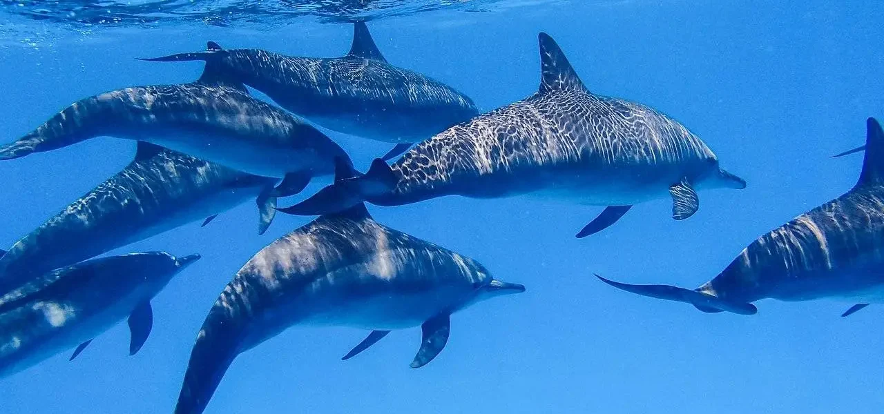 dom delfinów sataya z marsa alam