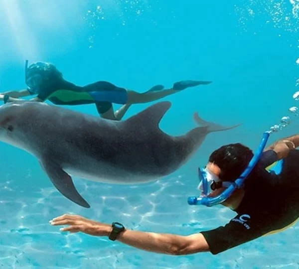 Nurkowanie z instruktorem podczas wycieczki Dolphin House