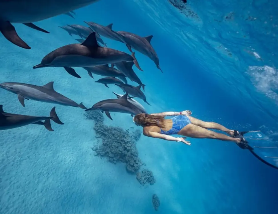 Snorkeling na Morzu Czerwonym podczas wycieczki Dolphin House